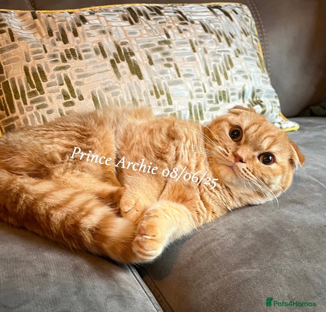 Munchkin cats for sale: Quality & Extremely Rare Persian Napoleon Minuets - Advert 14