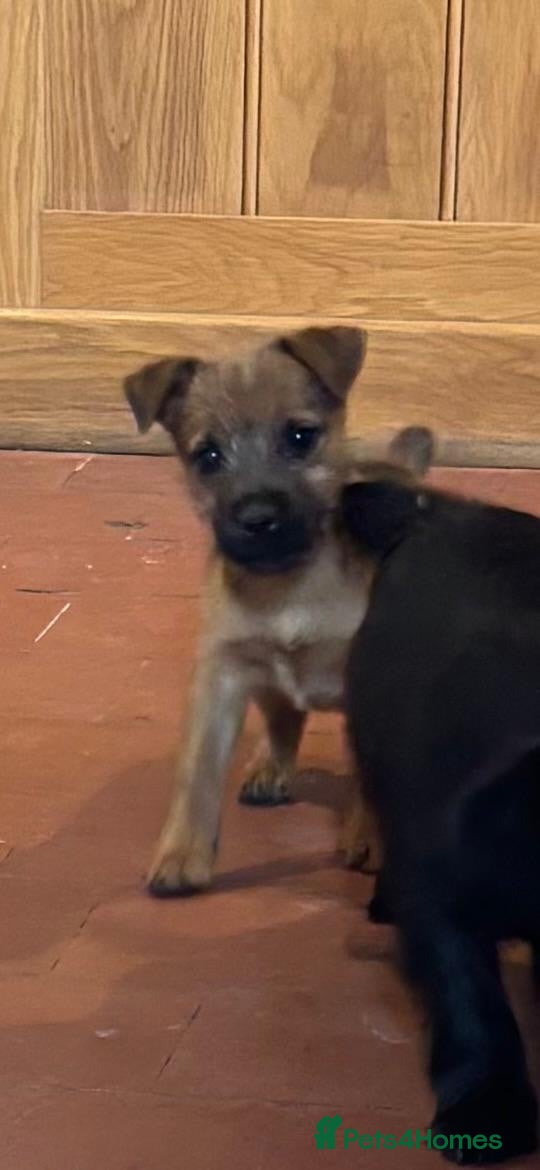 Cairn Terrier dogs Beautiful Cairns ready now  - Advert 2