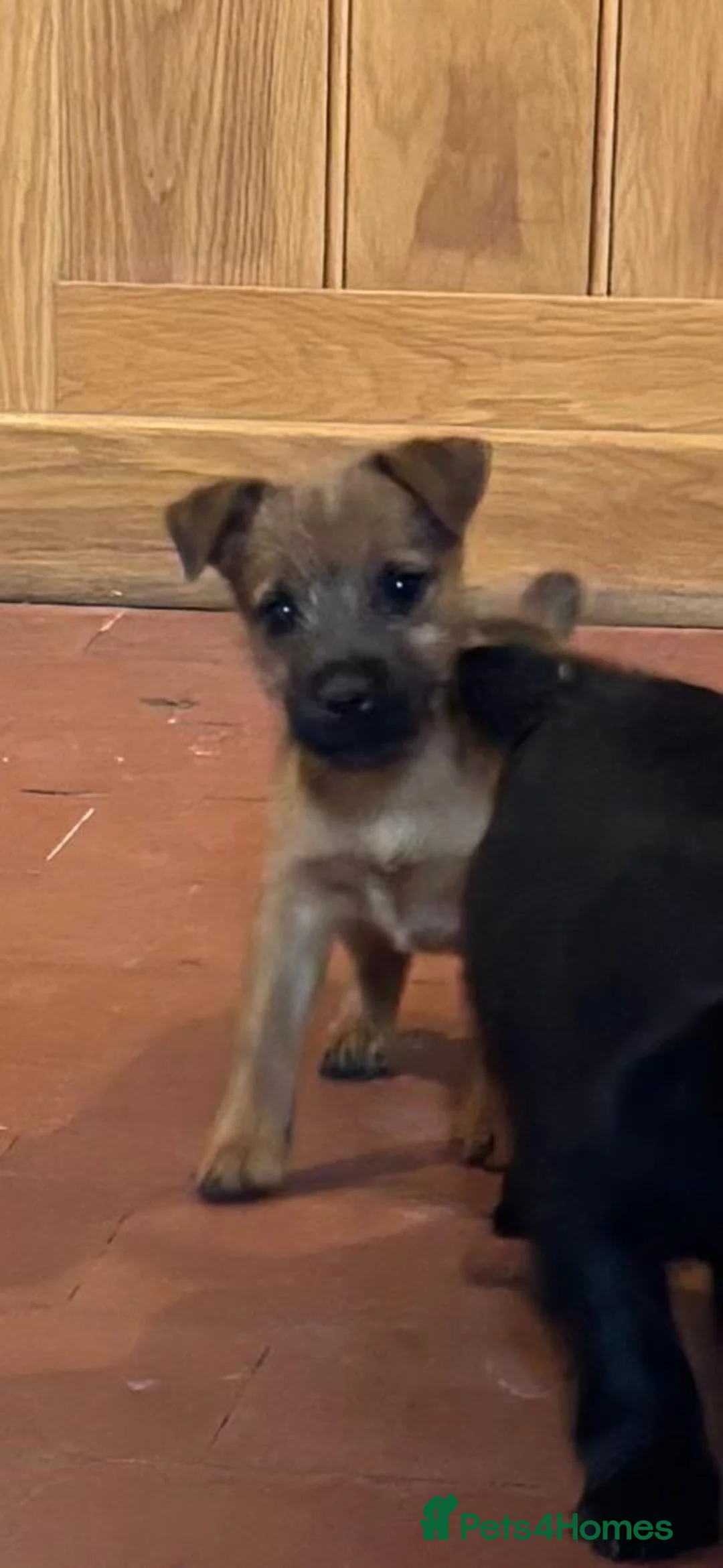 Cairn Terrier dogs for sale: Beautiful Cairns  - Advert 2