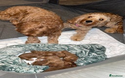 Cockapoo dogs for sale: F2 cockapoo puppies 4 boys 2 girls  - Advert 3