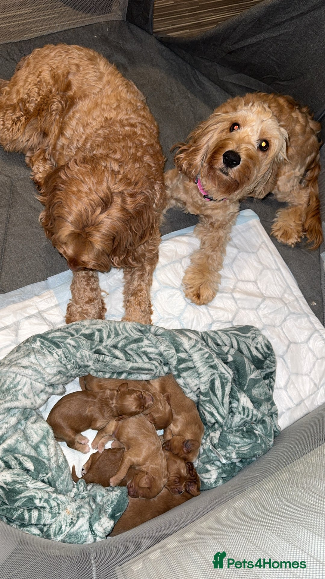 Cockapoo dogs for sale: F2 cockapoo puppies 4 boys 2 girls  - Advert 3