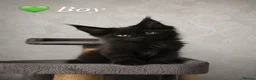 Maine Coon cats for sale: ❤️ Little Gentle Giants 🐾 - Advert 14