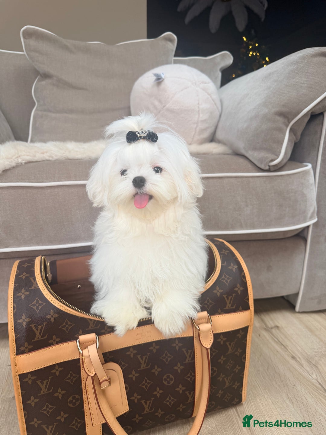 Maltese dogs for sale: Beautiful 6 month old Maltese Puppy Ready Now - Advert 1
