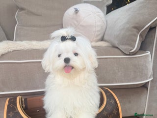Maltese dogs Beautiful 6 month old Maltese Puppy Ready Now - Advert 2