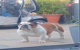 English Bulldog dogs for sale: 2 Healthy Bitch Puppys Available To The Best Homes - Image 9