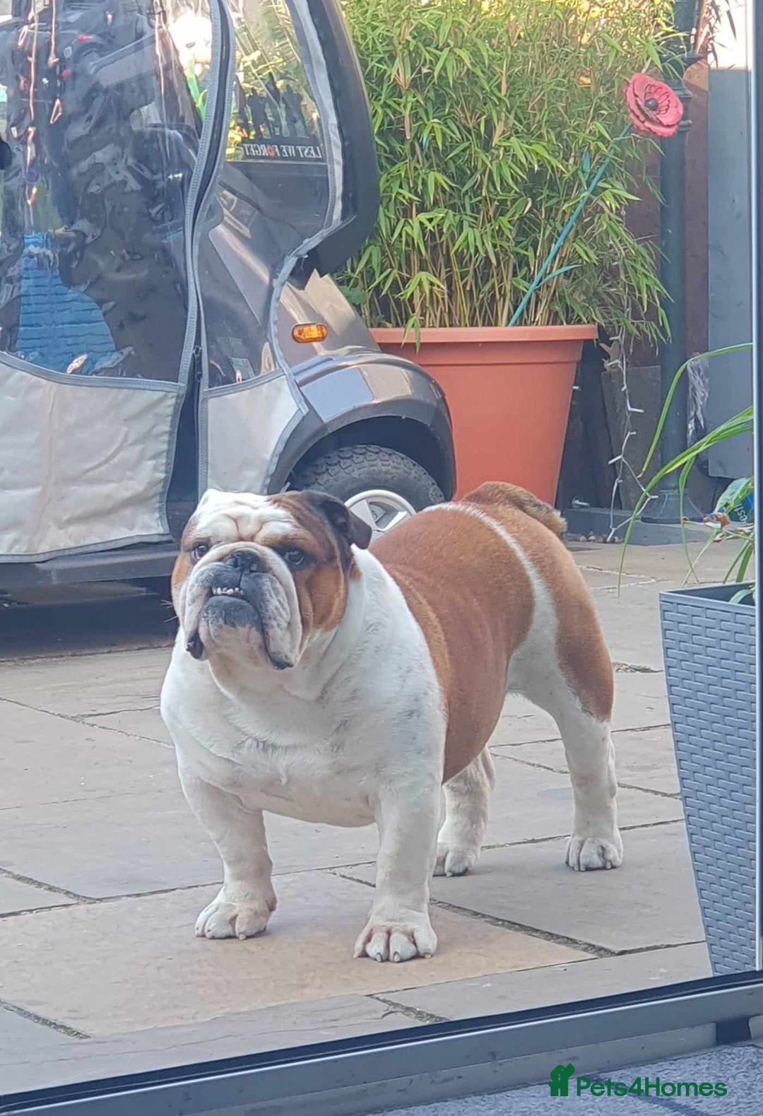English Bulldog dogs for sale: 2 Healthy Bitch Puppys Available To The Best Homes - Image 9