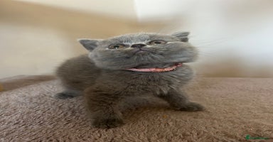 British Shorthair cats - Advert 16