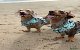 Miniature Dachshund dogs for sale: 2 Minature Dachshund - Image 5