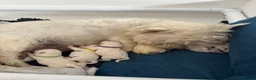 West Highland Terrier dogs for sale: West highland terrier puppies  - Advert 29