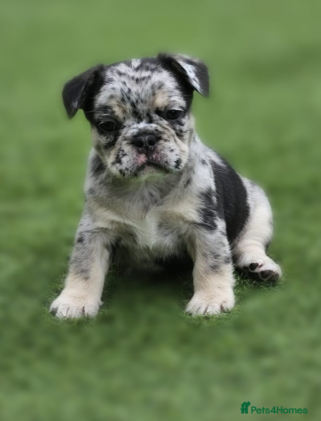 French Bulldog dogs for sale: FRENCHYS Kc from £2500 fluffy, Pink carriers - Image 14