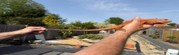 Iguana reptiles for sale: Iguana T Abino  - Advert 5