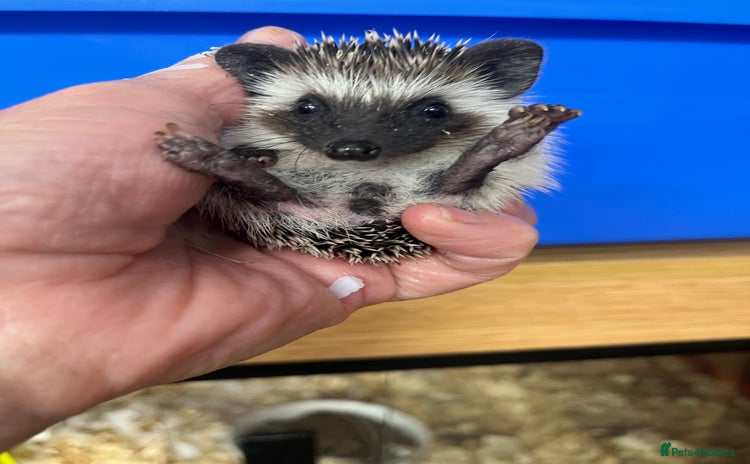 Pygmy Hedgehog rodents - Advert 9