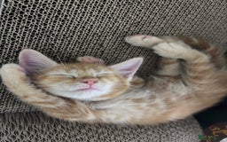 Maine Coon cats for sale: LAST MALE READY NOW - Image 5