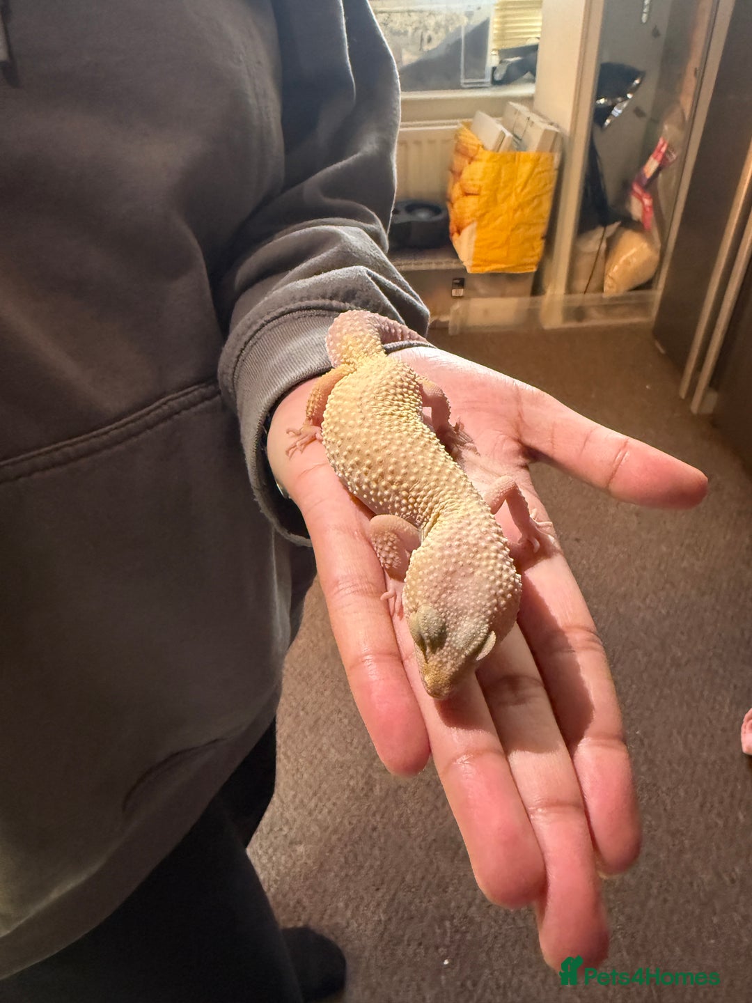 Leopard Gecko reptiles for sale: Leopard geckos for sale  - Advert 5