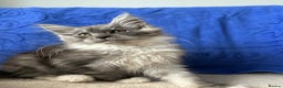 Maine Coon cats for sale: Maine coon girl - Advert 7