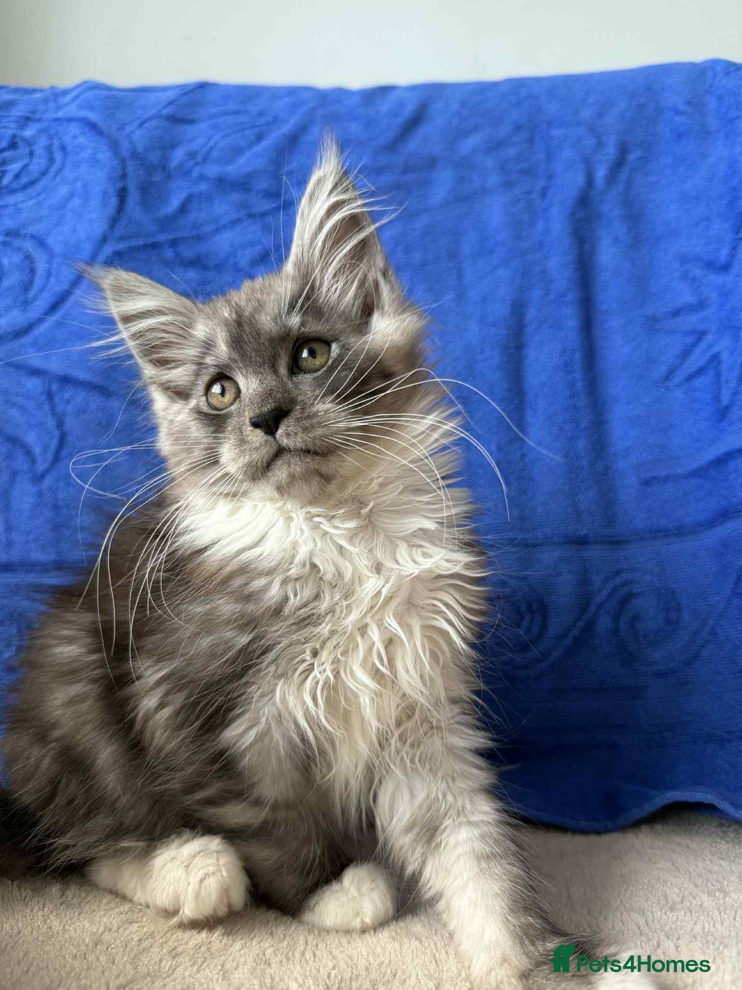Maine Coon cats for sale: Maine coon girl - Advert 7