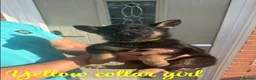 German Shepherd dogs for sale: German Shepherd Puppy’s in Barnsley - Advert 4