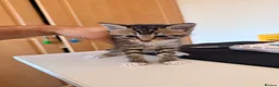 Mixed Breed cats for sale: 4 Beatiful Kittens to be adopted  - Advert 9