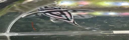 Plecos fish for sale: L046 zebra plecos 3x trios in Keighley - Advert 17