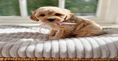 Cavapoo dogs - Advert 11