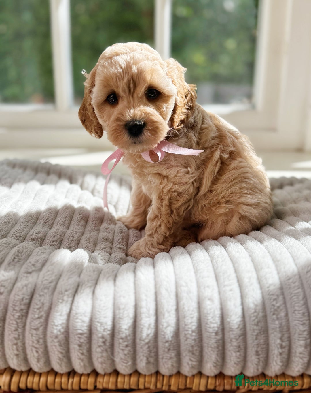 Cavapoo dogs for sale: F1b health tested cavapoo - Image 2