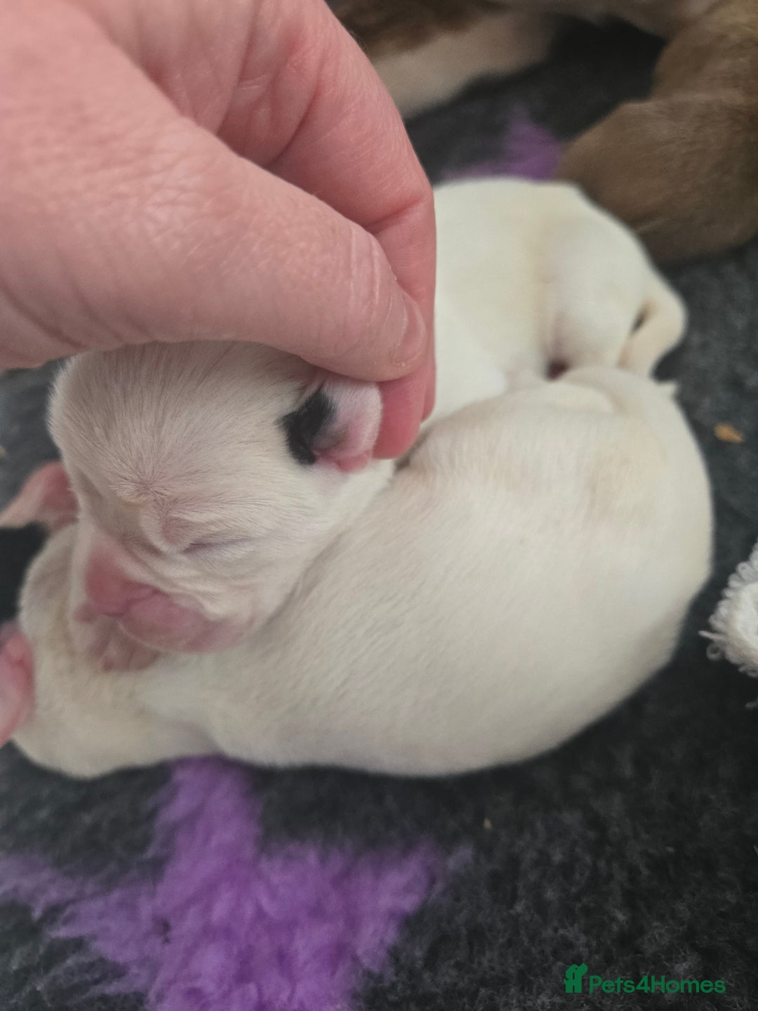 Boxer dogs for sale:  Only 2 girls left... 🥰 - Image 17