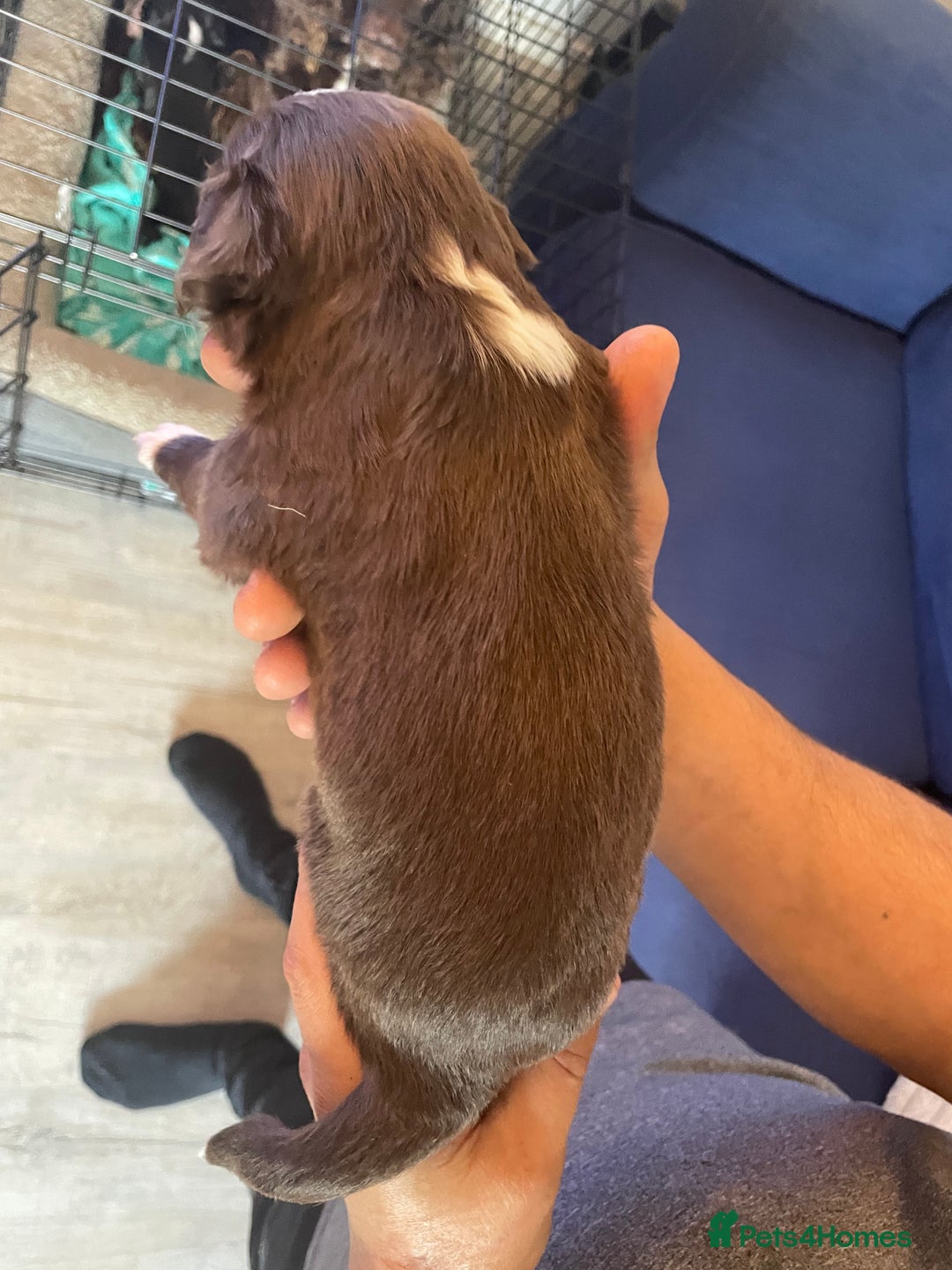 Mixed Breed dogs for sale: Cocker spaniel x border collie pups - Image 4