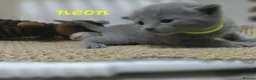 Russian Blue cats for sale: 🐾 Beautiful Russian Blue Kittens for Sale 🐾 - Advert 20