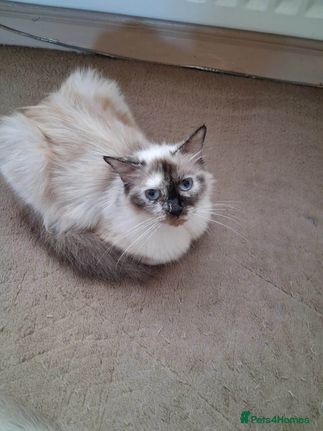 Ragdoll cats for sale: CUTE RAGDOLL KITTENS  - Advert 10