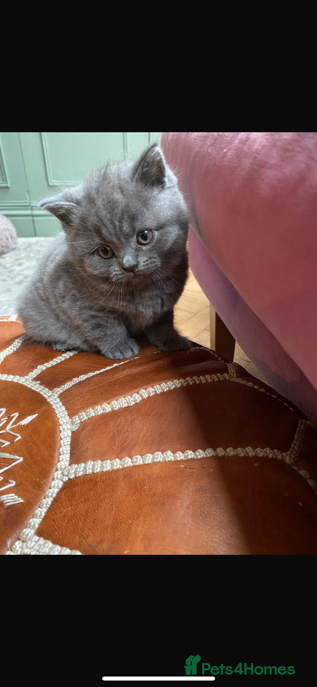 British Shorthair cats for sale: British shorthair Blue Male kitten - Advert 2