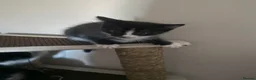 Mixed Breed cats for sale: Kittens for sale - Advert 5