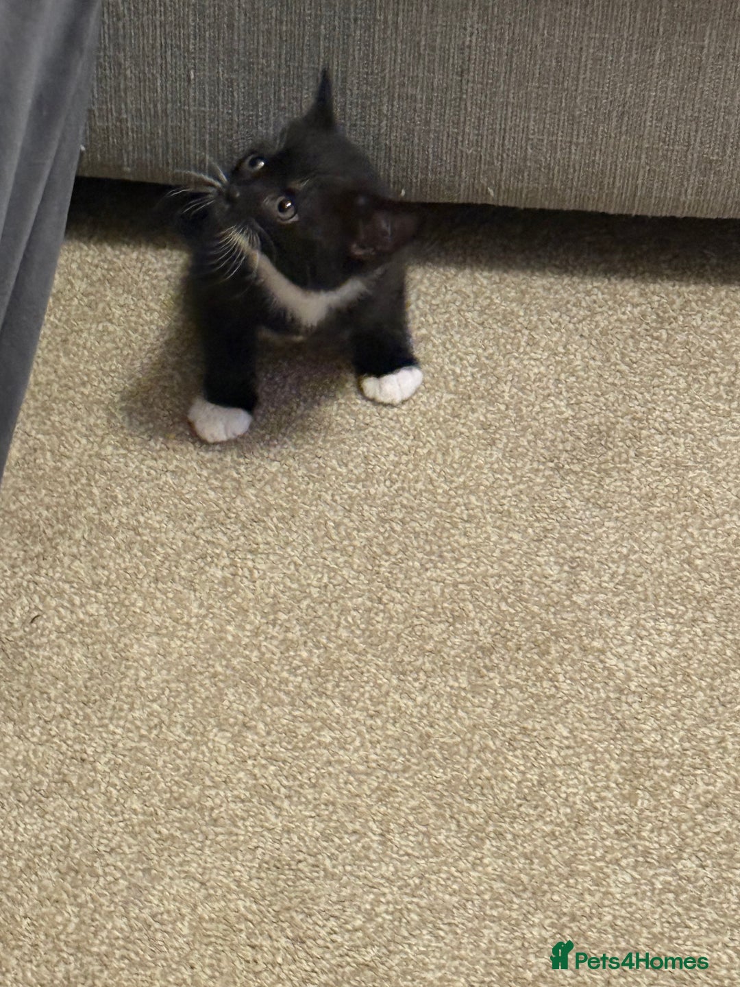 British Shorthair cats for sale: British short hair cross  - Image 2