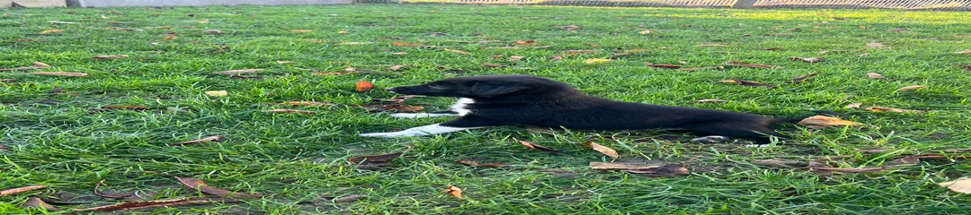 Border Collie Puppy 7
