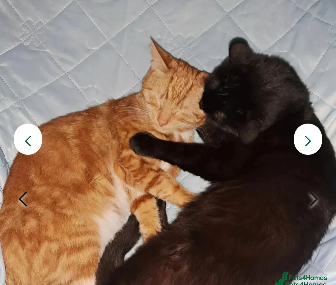 Mixed Breed cats for sale: Rehoming Ash and Gizmo  - Advert 17