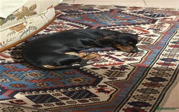 Dachshund dogs for stud: Malcolm - Image 3