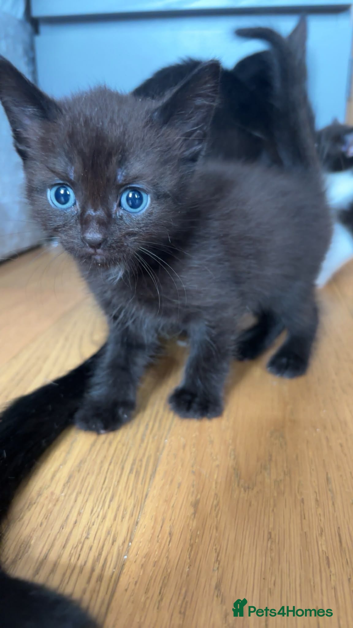 Mixed Breed cats cute kittens - Advert 10