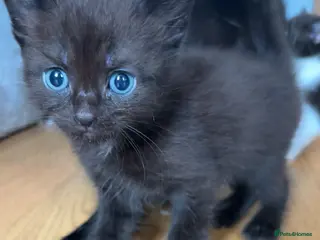 Mixed Breed cats cute kittens - Advert 10