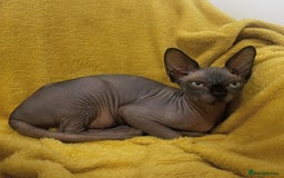 Sphynx cats for sale: TICA ACTIVE SPHYNX pet or breeding - Image 3