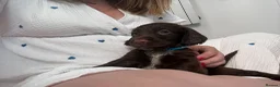 Sprocker dogs for sale: Sprocker spaniel puppies health tested parentage in Lytham Saint Annes - Advert 15