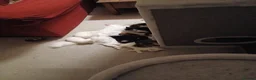 Maine Coon cats for sale: Maine Coon Kittens for Sale - Advert 10