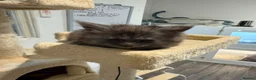 Maine Coon cats for sale: 2 Full Pedigree Maine Coon Kittens  - Advert 3