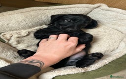 Miniature Dachshund dogs for stud: Miniature Dachshund Black Wire FOR STUD - Image 7