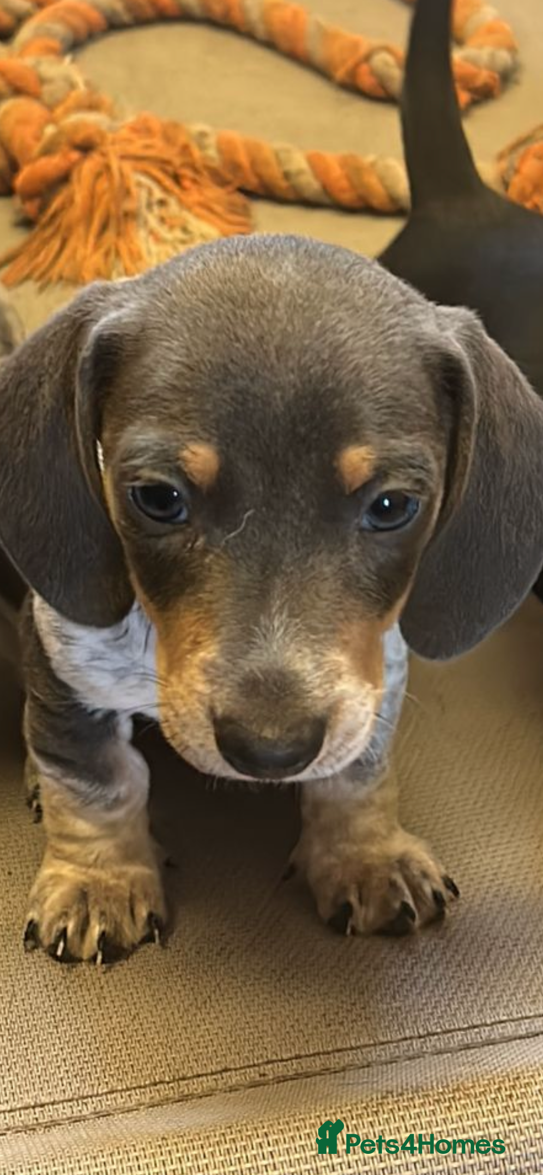 Miniature Dachshund dogs for sale: Stunning Miniature Dachshunds - Image 12