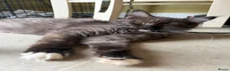 Maine Coon cats for sale: Stunning XL Russian Maine Coon kittens - Advert 15