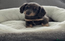 Miniature Dachshund dogs for sale: Miniature dachshund  - Image 2