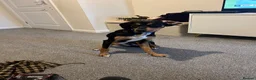 Mixed Breed dogs for sale: Walter - Advert 11