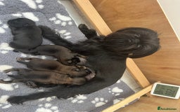 Griffon Bruxellois dogs for sale: Griffon Bruxellois Puppies - Image 3