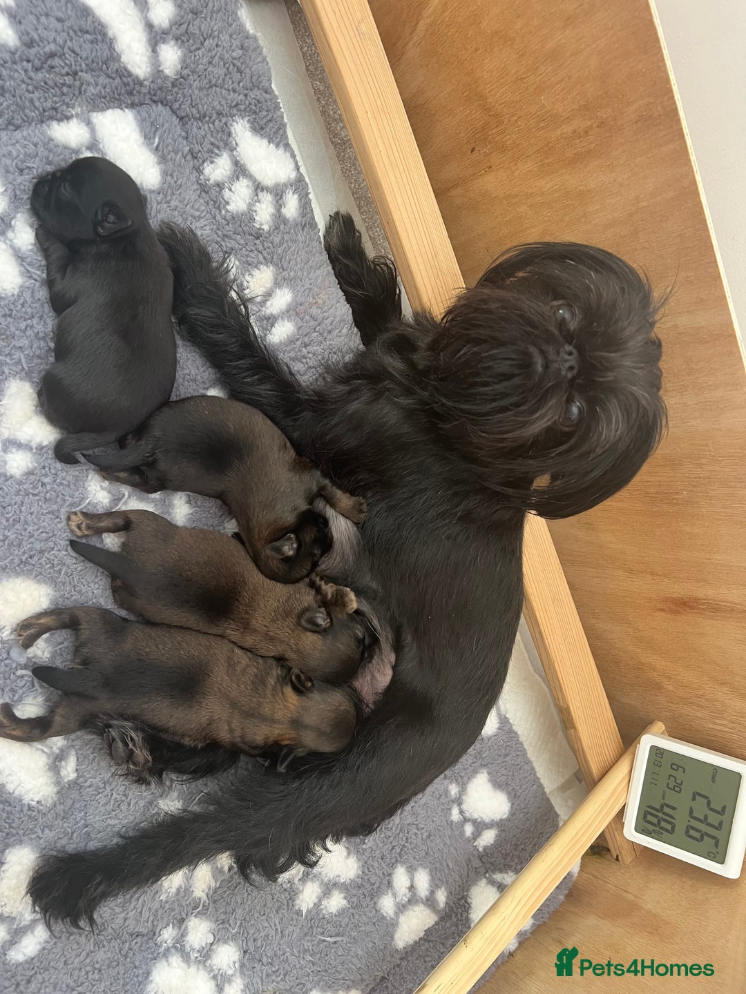 Griffon Bruxellois dogs for sale: Griffon Bruxellois Puppies - Image 3