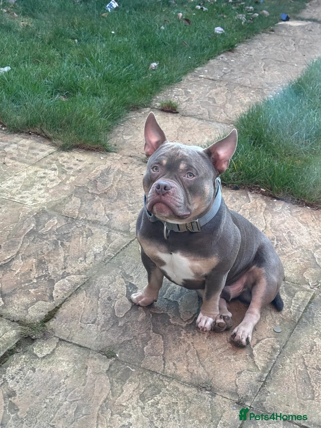 American Bully dogs for sale: Pocket/Mirco bully  - Advert 2