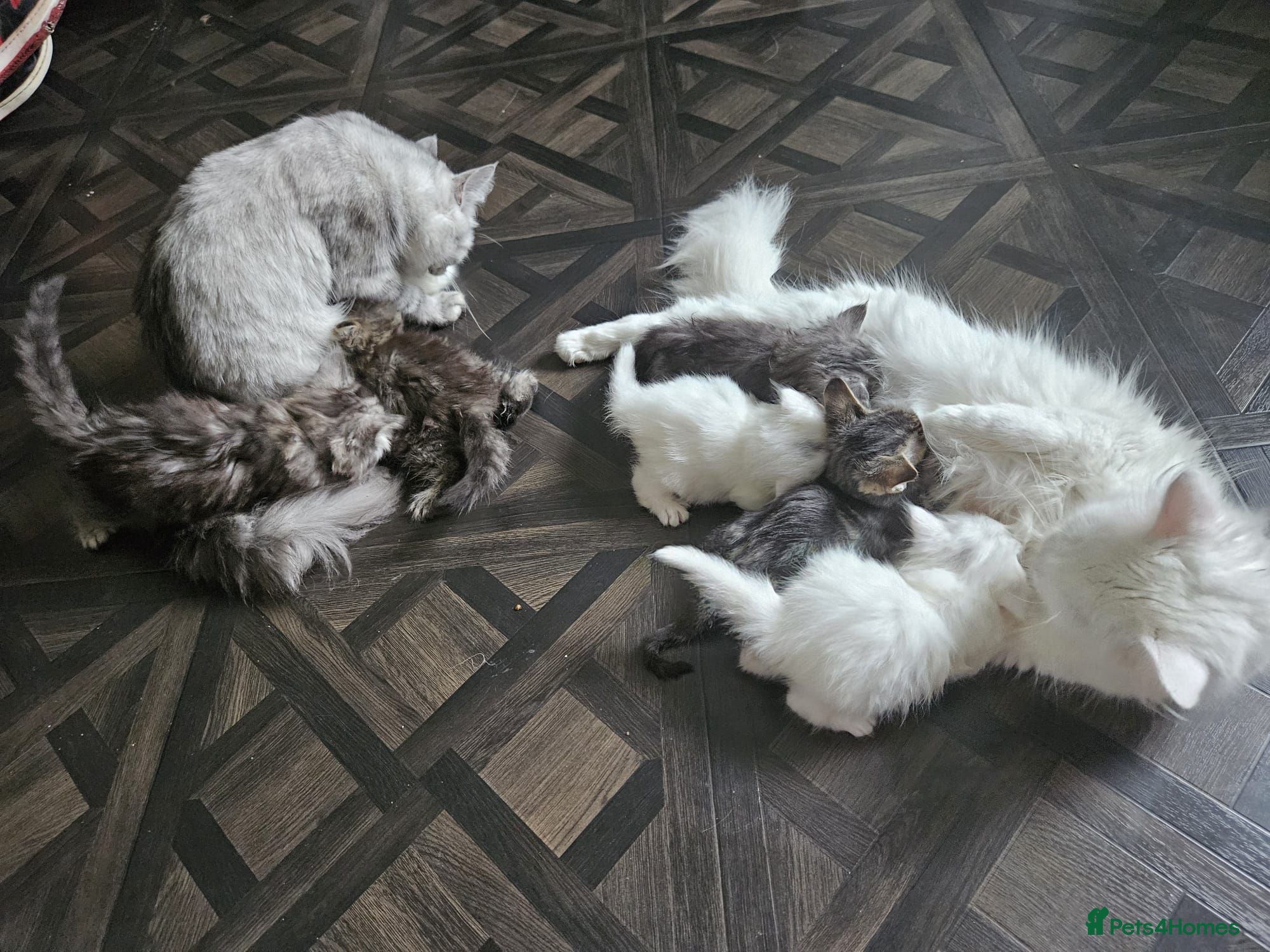 Mixed Breed cats Kittens  - Advert 4